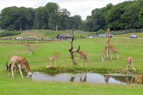 Girafas Safari Park — Fotografia de Stock