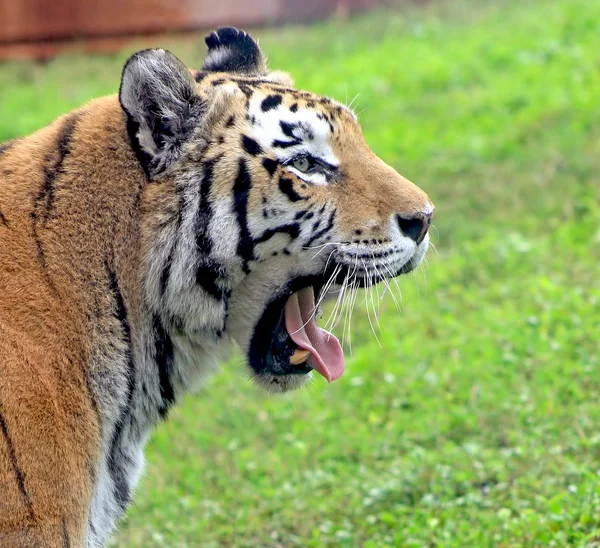 Tiger Yawn — Stock Photo, Image