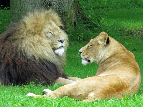 Leone e leonessa — Foto Stock