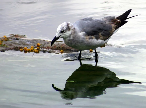 Reflexão da gaivota — Fotografia de Stock