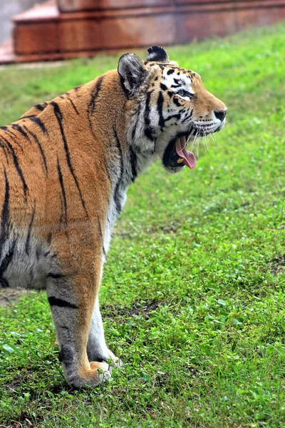 Tygr zívat — Stock fotografie