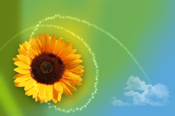 stock image Sunflower