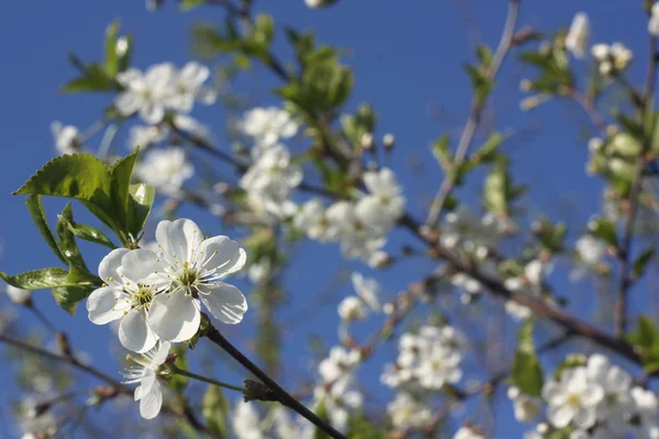 Les cerisiers fleurissent — Photo