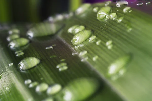 Dew on leaves of a grass — Stock Photo, Image