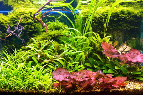 Tropikalny akwarium — Zdjęcie stockowe