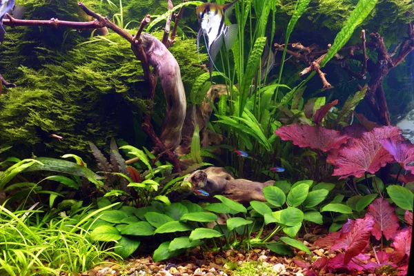 Tropikalny akwarium — Zdjęcie stockowe