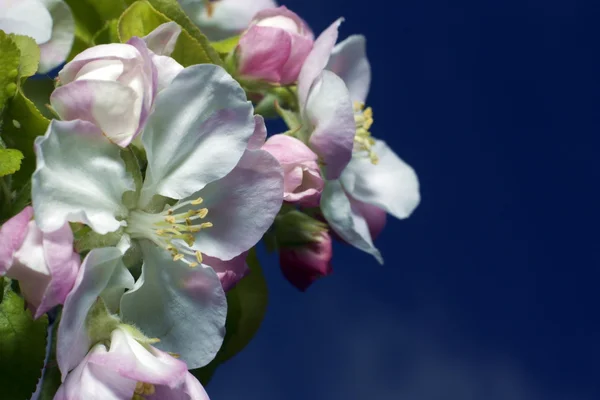 Az almafa virágok — Stock Fotó
