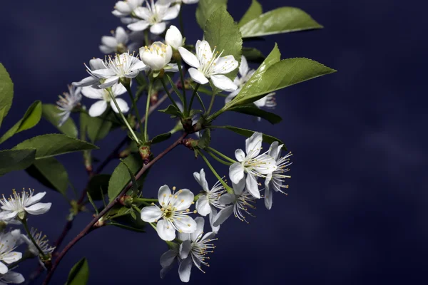 I fiori di ciliegio — Foto Stock