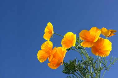 Eschscholzia