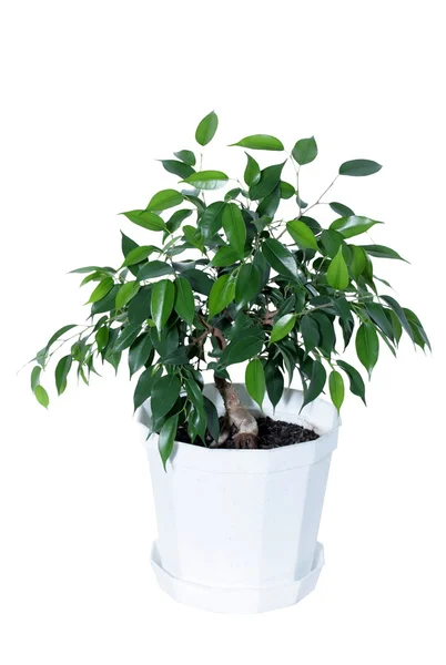 Ficus — Stock Photo, Image