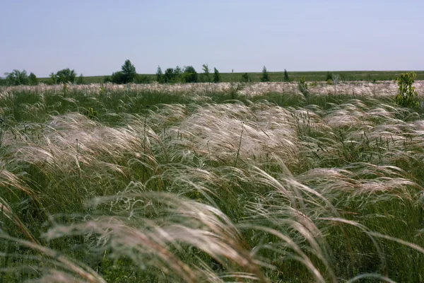 Stock image Feather grass