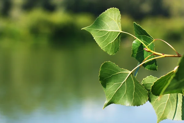 Листья тополя — стоковое фото