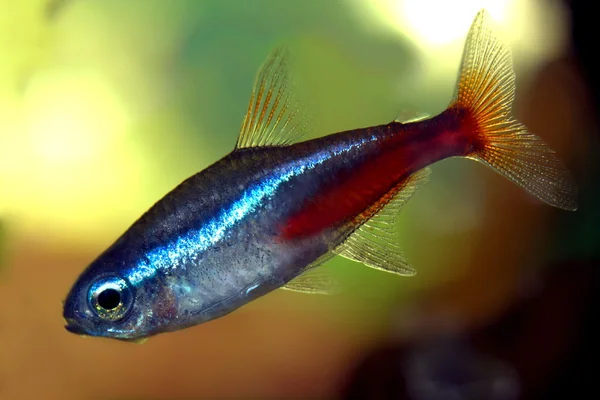 Aquarian small fish — Stock Photo, Image