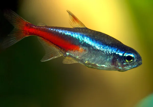 Aquarian kleine vissen — Stockfoto