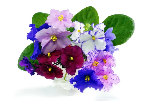 Bouquet of violets on a white background — Stock Photo, Image