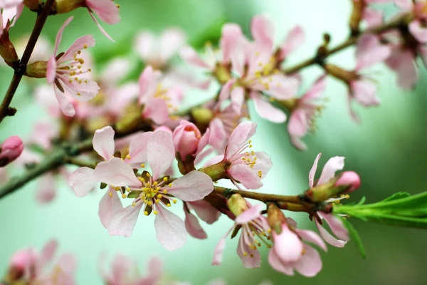 A tavaszi virágok — Stock Fotó