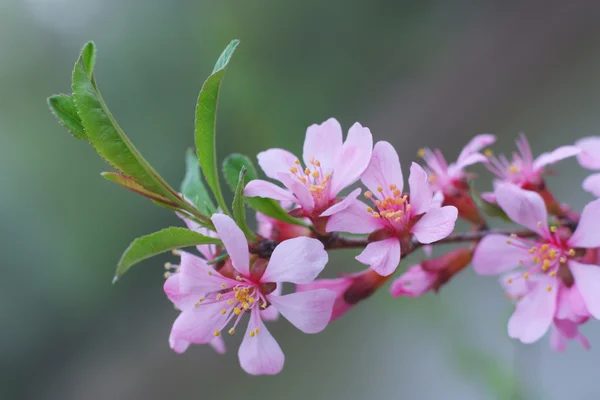 As flores de primavera — Fotografia de Stock
