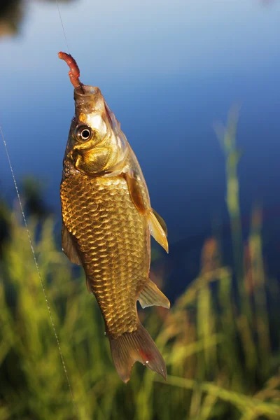 Um crucian — Fotografia de Stock