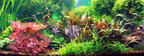 Decorative aquarium — Stock Photo, Image