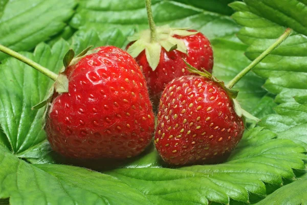 Stock image Strawberry