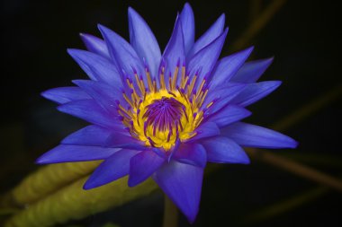 suyun içinde çiçek açan waterlilly