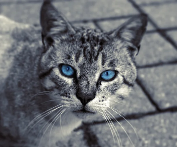 stock image Black and White Cat with blue Eyes