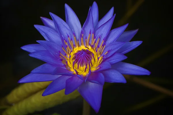 Waterlilly blooming in water — Stock Photo, Image