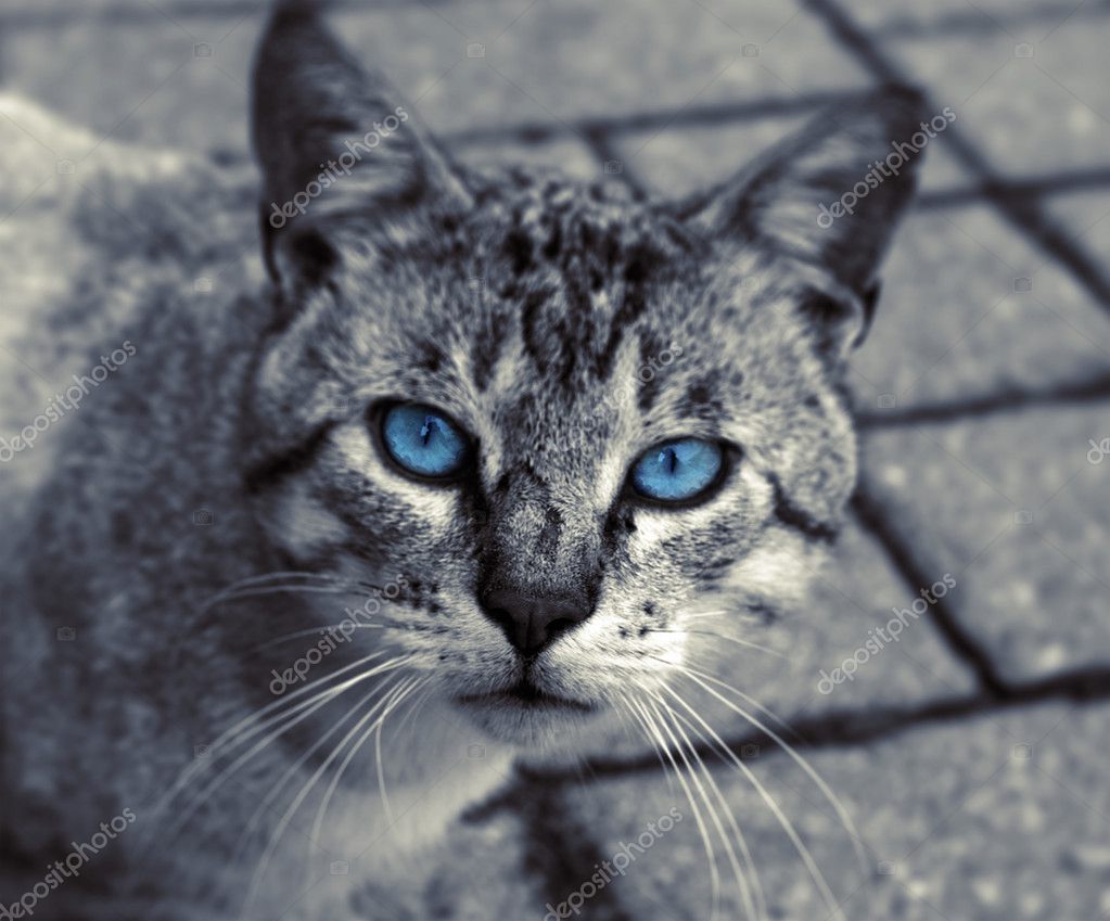 Schwarze Und Weiße Katze Mit Blauen Augen Stockfoto