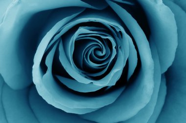 Close-Up of azure rose clipart