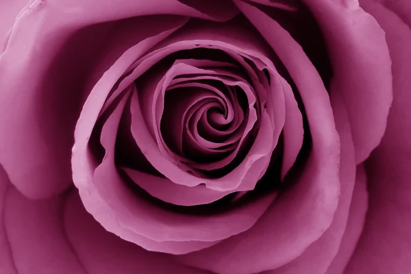紫红色玫瑰的特写 — 图库照片