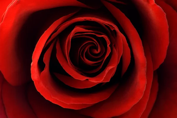 Close-Up of red dark rose — Stock Photo, Image