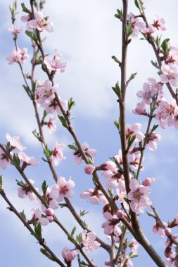 Blossoms appricot clipart