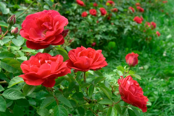 Arbusto de rosas — Fotografia de Stock
