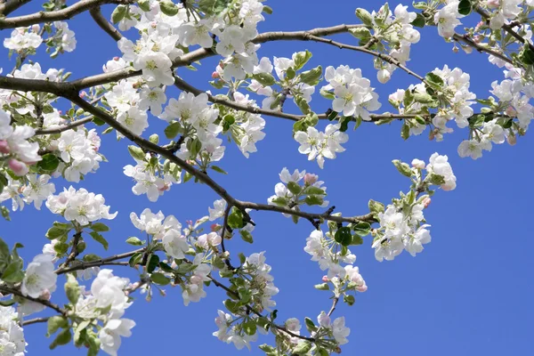 Blüht Apfelbaum — Stockfoto