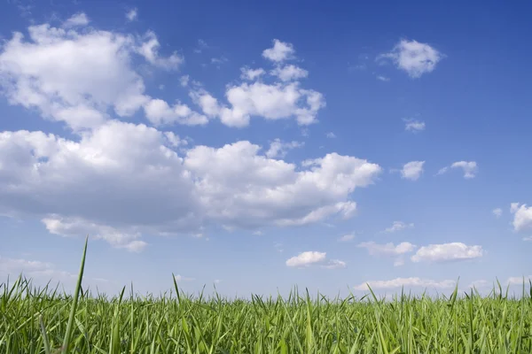 Зеленый грасс и голубое небо — стоковое фото