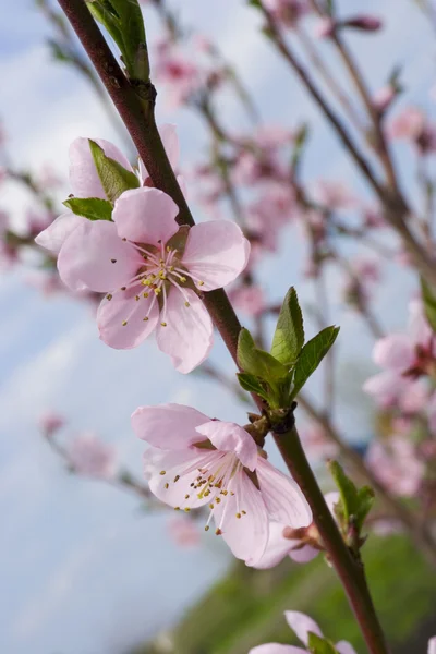 Blüht Aprikose — Stockfoto
