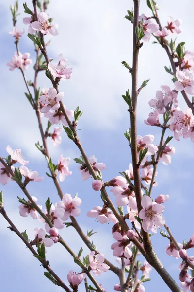 Blüht apricot — Stockfoto