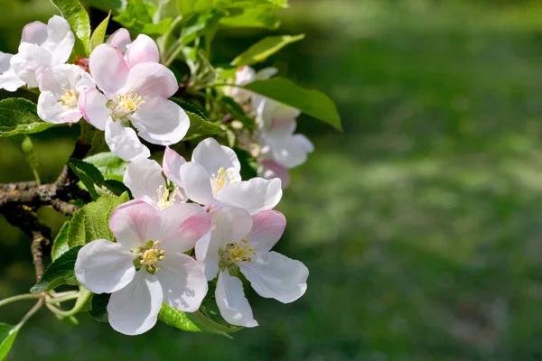 Blommar äppelträd — Stockfoto