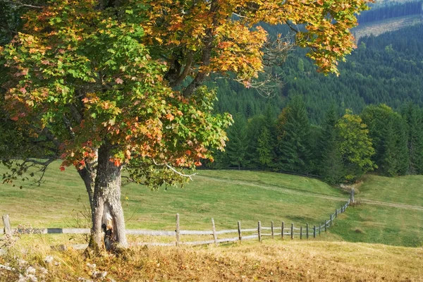 Drzewo jesień kolorowy (klon) — Zdjęcie stockowe