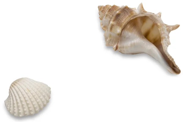 Beautiful seashells — Stock Photo, Image