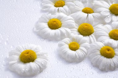 Chamomile clipart