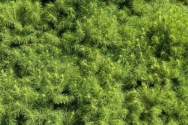 Branches of conifer — Stock Photo, Image