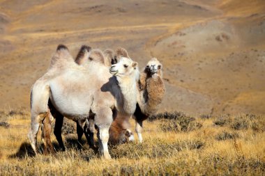 Altai camel clipart