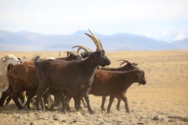 Koyunlar üzerinde Altay — Stok fotoğraf