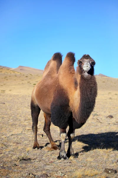 Altaj kameel — Stockfoto