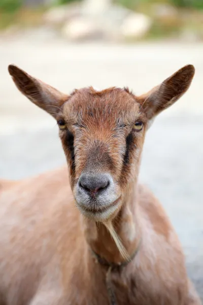 Bliska głowa kozy — Zdjęcie stockowe
