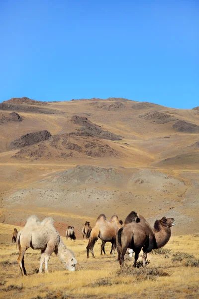Kameler på berg — Stockfoto