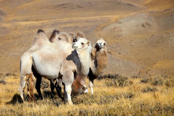 Cammello di Altai — Foto Stock