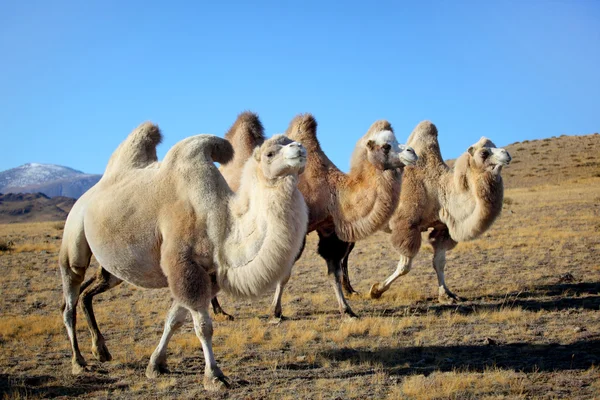 Kamelen op bergen Stockfoto