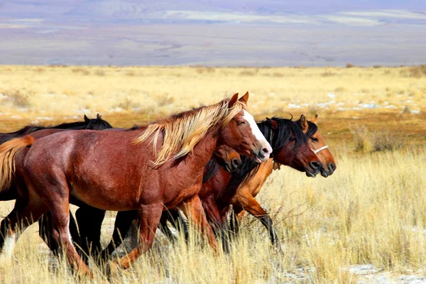 Paarden op Altaj Rechtenvrije Stockfoto's